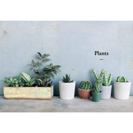 The Kew Gardener's Companion to Growing House Plants by Kay Maguire