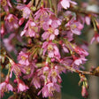 Prunus 'Okame' Cherry BlossomTree 3Ltr Pot
