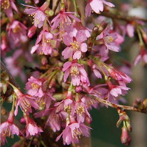 Prunus 'Okame' Cherry BlossomTree 3Ltr Pot