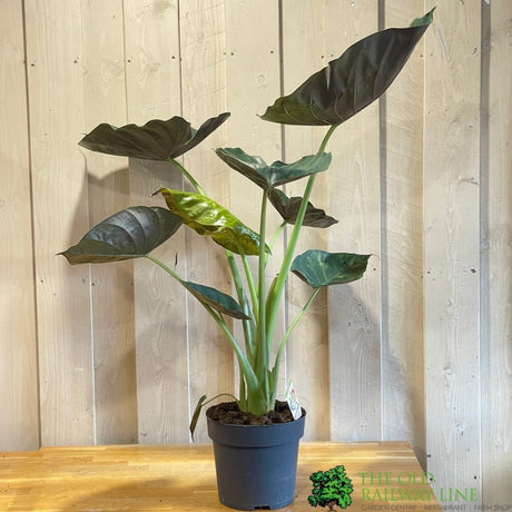 Alocasia 'Wentii' Houseplant 24cm Pot - Old Railway Line Garden Centre