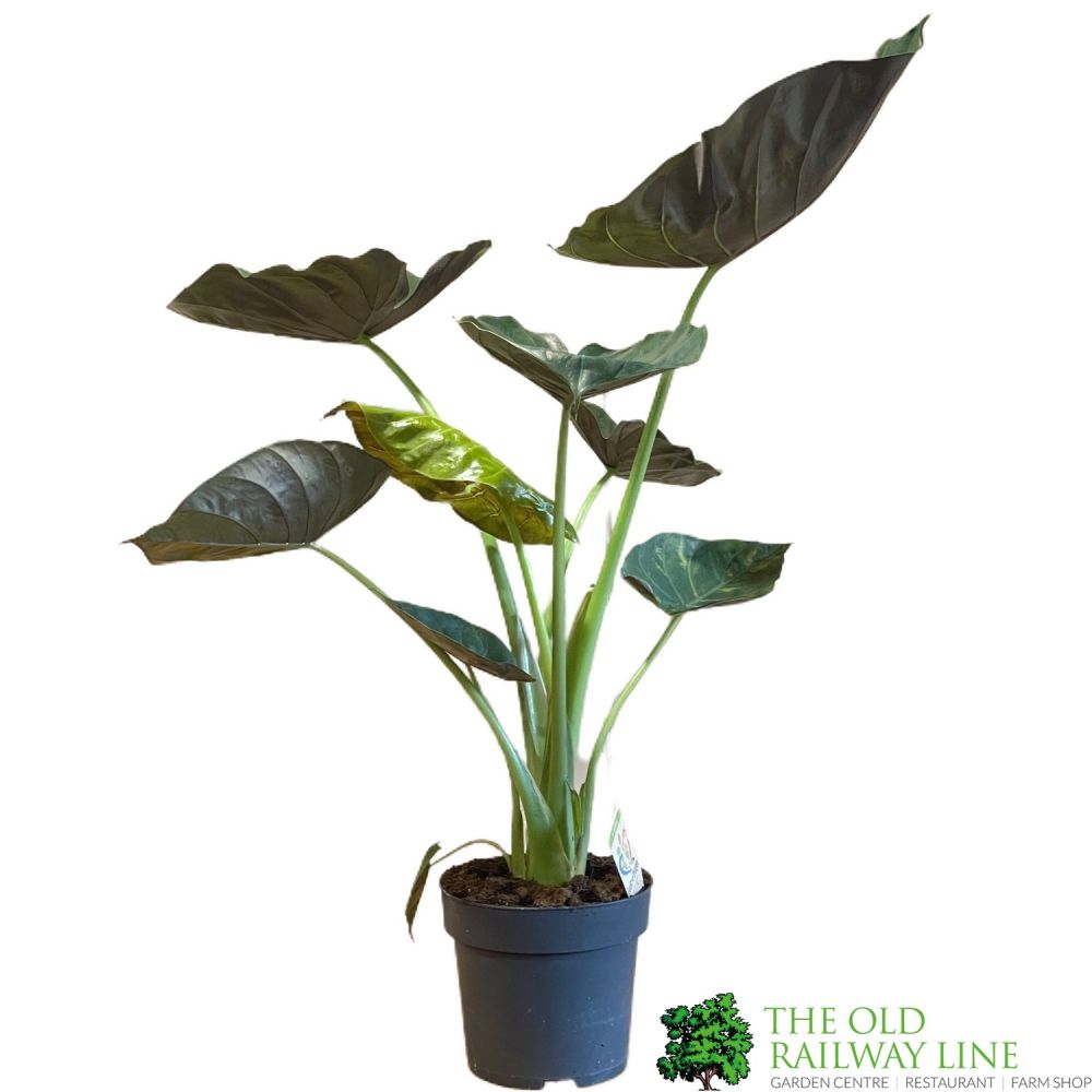 Alocasia 'Wentii' Houseplant 24cm Pot - Old Railway Line Garden Centre