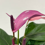 Anthurium 'Zizou Pink' 12cm Pot - Old Railway Line Garden Centre