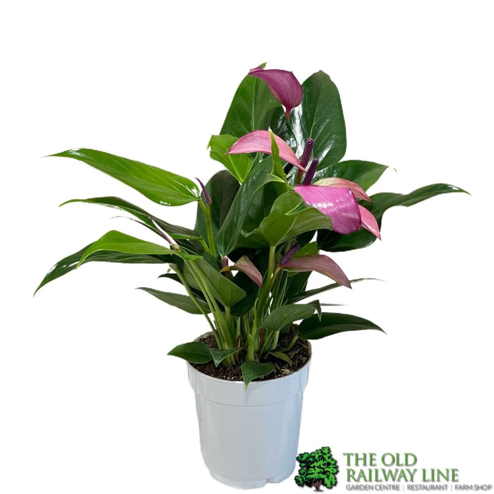 Anthurium 'Zizou' Pink Houseplant 9cm Pot (NL) - Old Railway Line Garden Centre