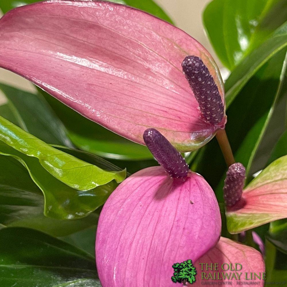 Anthurium 'Zizou' Pink Houseplant 9cm Pot (NL) - Old Railway Line Garden Centre