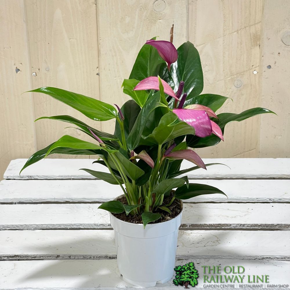 Anthurium 'Zizou' Pink Houseplant 9cm Pot (NL) - Old Railway Line Garden Centre
