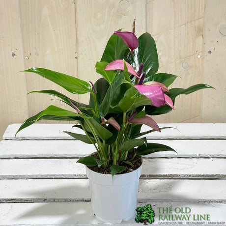 Anthurium 'Zizou' Pink Houseplant 9cm Pot (NL) - Old Railway Line Garden Centre