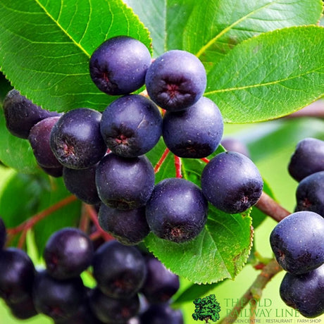 Aronia 'Viking' Purple Chokeberry 3Ltr Pot
