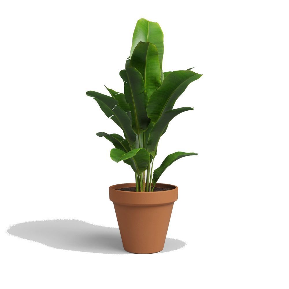 Artevasi 21cm Terracotta Amalia Pot - Old Railway Line Garden Centre