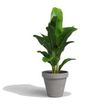 Artevasi 23cm Vulcano Ceramic Amalia Pot - Old Railway Line Garden Centre