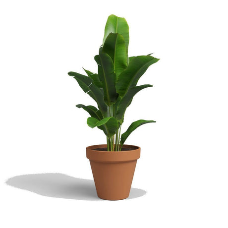 Artevasi 29cm Terracotta Amalia Pot - Old Railway Line Garden Centre