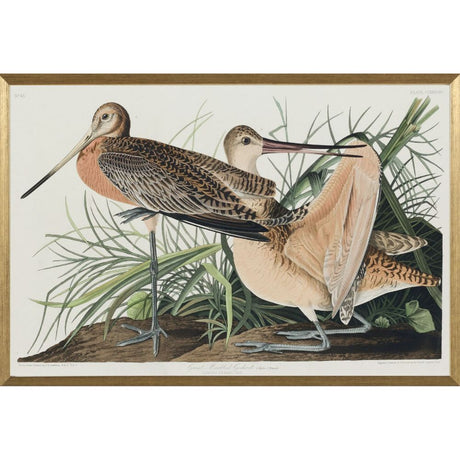 Artko 63cm 'Great Marbled Godwit' Framed Print by John James Audbon - Old Railway Line Garden Centre