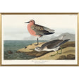 Artko 63cm 'Red Breasted Sandpiper' Framed Print by John James Audbon - Old Railway Line Garden Centre