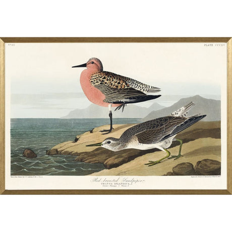 Artko 63cm 'Red Breasted Sandpiper' Framed Print by John James Audbon - Old Railway Line Garden Centre