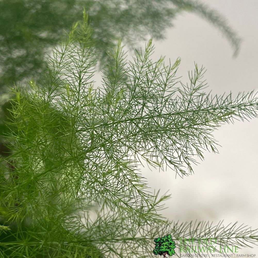 Asparagus Plumosus 12cm Pot - Old Railway Line Garden Centre