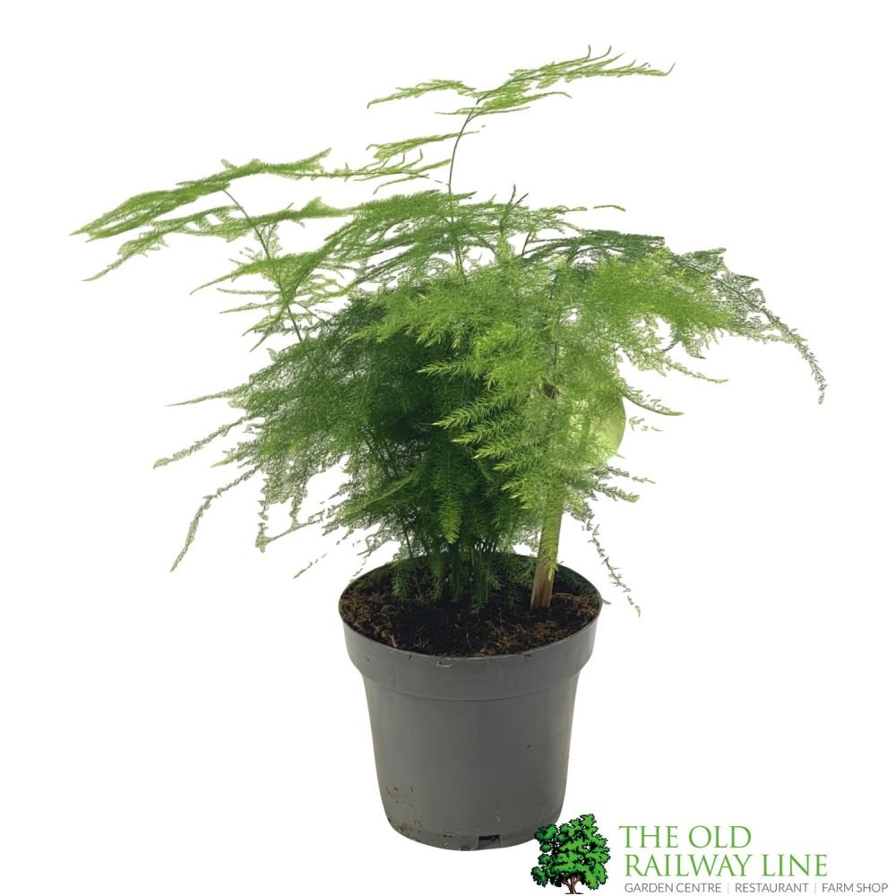 Asparagus Plumosus 12cm Pot - Old Railway Line Garden Centre