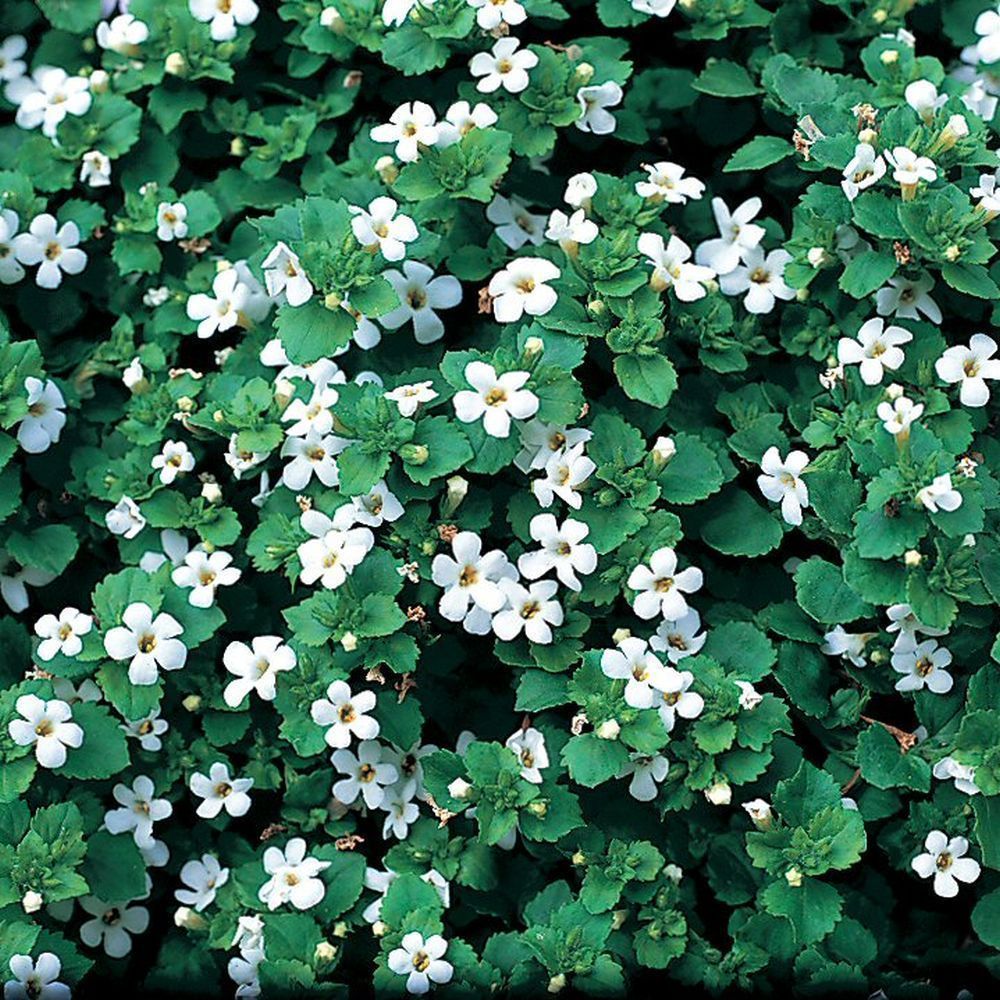 Bacopa Snowflake Bedding Plug Plant