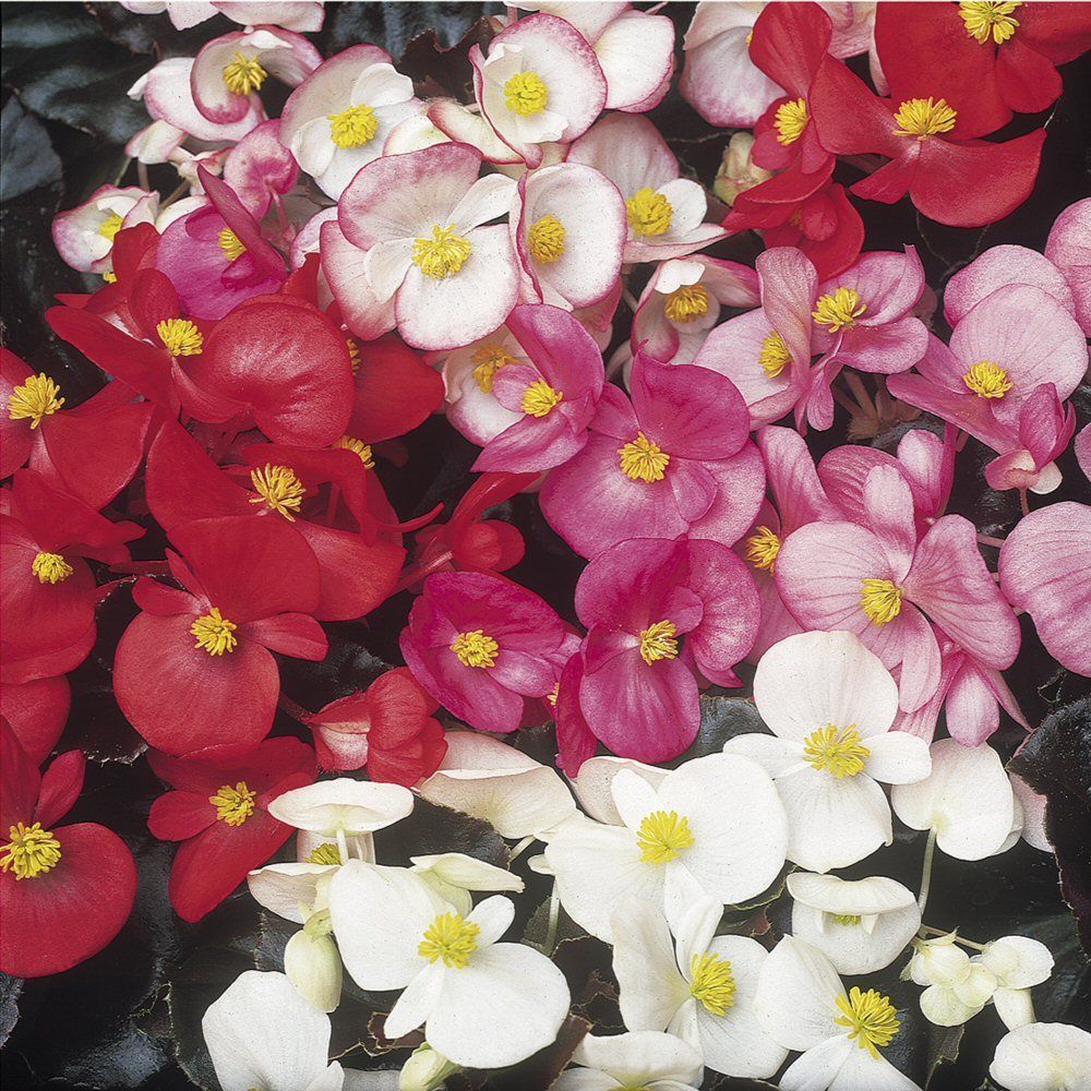 Begonia Devils Delight Mixed Bedding Plug Plant 20 Cells