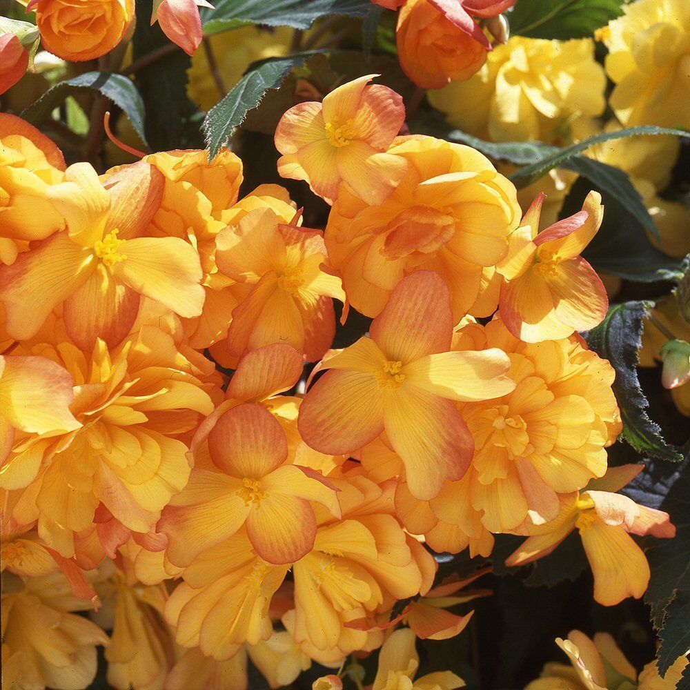 Begonia Illumination Apricot Bedding Plug Plant