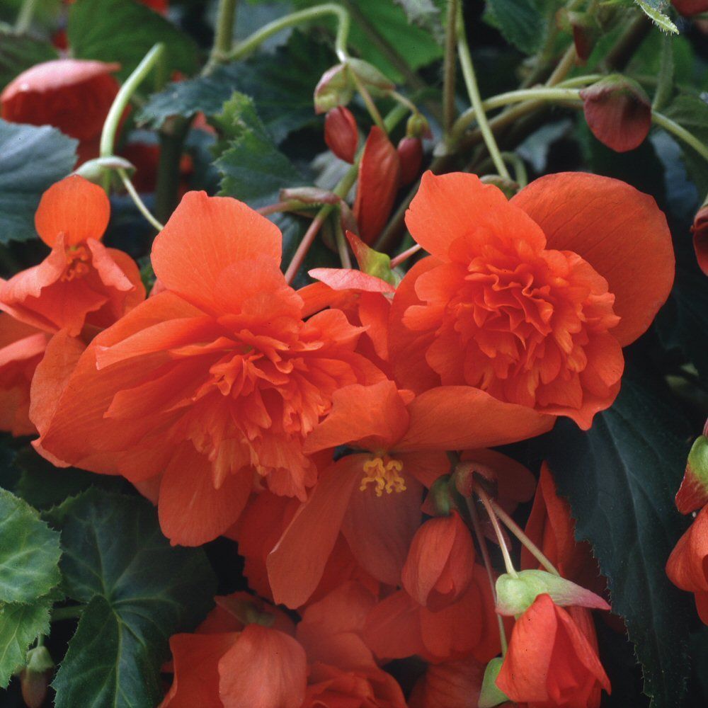 Begonia Illumination Orange Bedding Plug Plant
