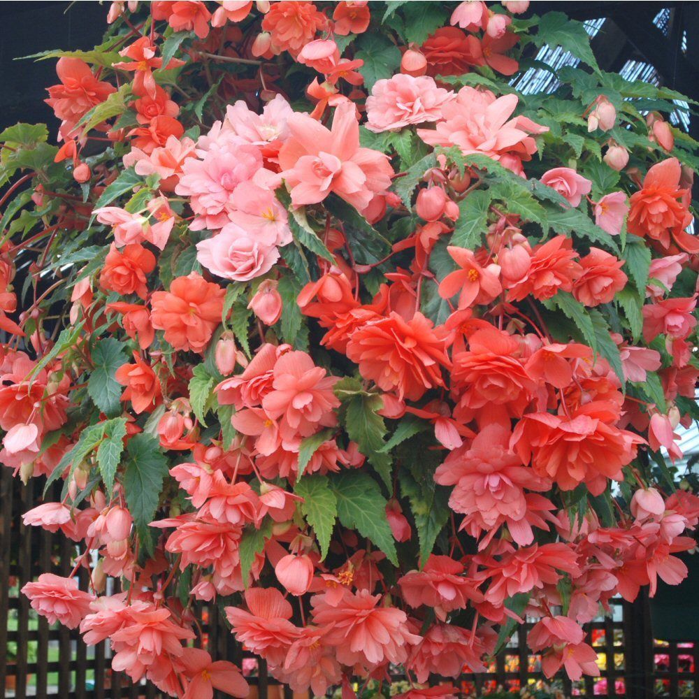 Begonia Illumination Salmon Pink Bedding Plug Plant