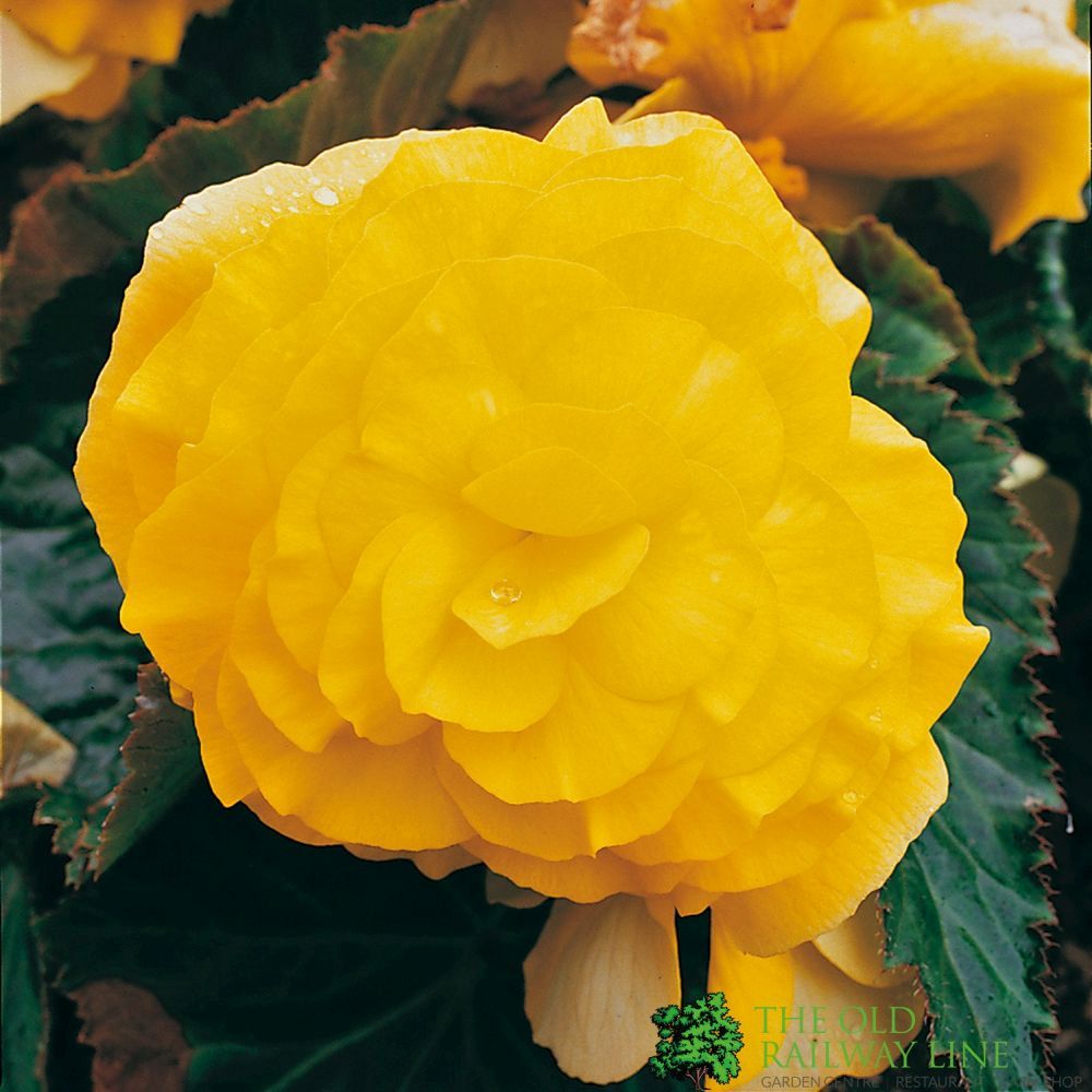 Begonia Nonstop Yellow Bedding Plug Plant