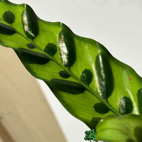 Calathea (Mixed Variety) Houseplant 14cm Pot (1 Suppiled) - Old Railway Line Garden Centre