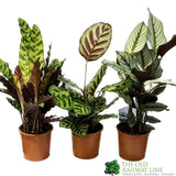 Calathea (Mixed Variety) Houseplant 14cm Pot (1 Suppiled) - Old Railway Line Garden Centre