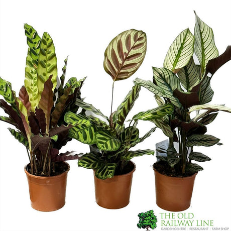 Calathea (Mixed Variety) Houseplant 14cm Pot (1 Suppiled) - Old Railway Line Garden Centre