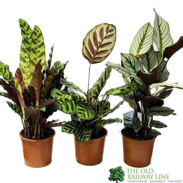 Calathea (Mixed Variety) Houseplant 14cm Pot (1 Suppiled) - Old Railway Line Garden Centre