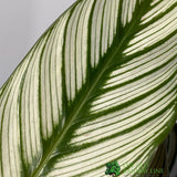Calathea (Mixed Variety) Houseplant 14cm Pot (1 Suppiled) - Old Railway Line Garden Centre