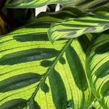 Calathea (Mixed Variety) Houseplant 14cm Pot (1 Suppiled) - Old Railway Line Garden Centre