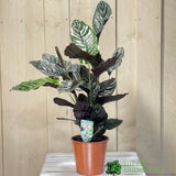 Calathea 'Sanderiana Ornata' Large Houseplant 19cm Pot - Old Railway Line Garden Centre