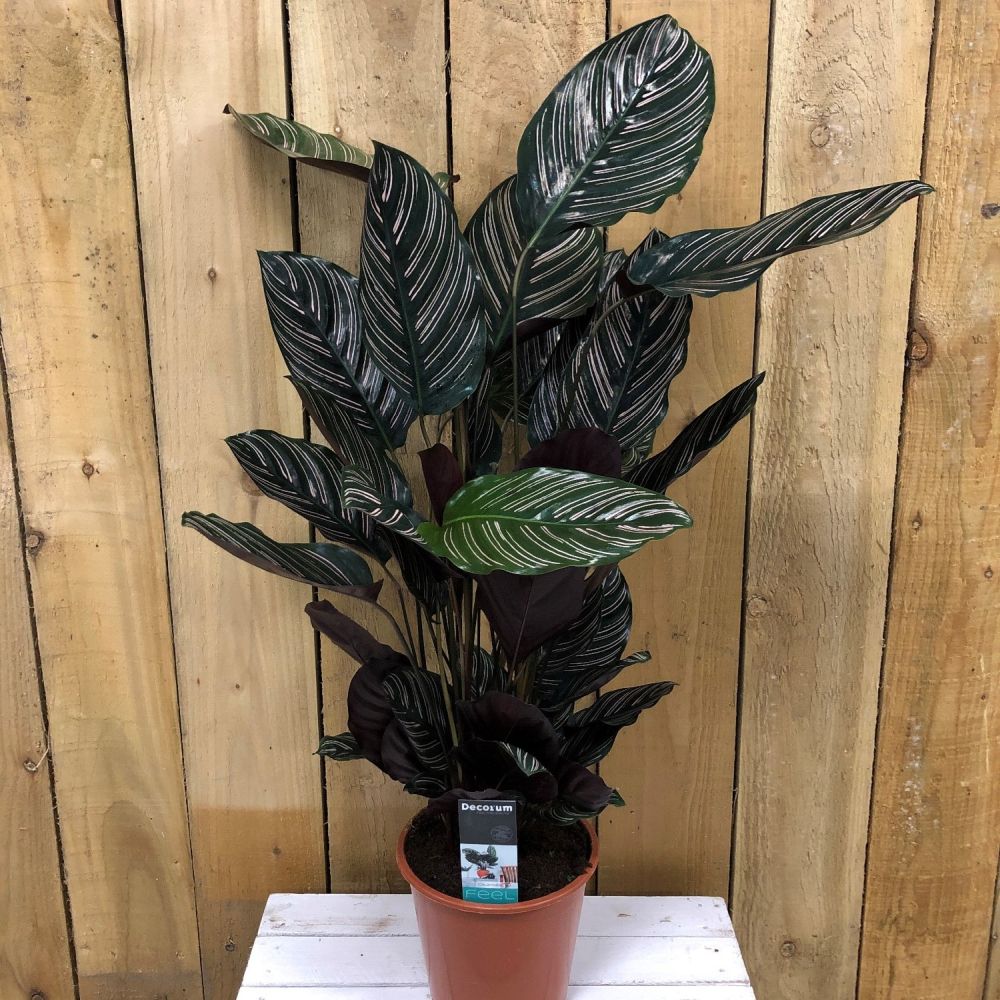 Calathea 'Sanderiana Ornata' Large Houseplant 19cm Pot - Old Railway Line Garden Centre