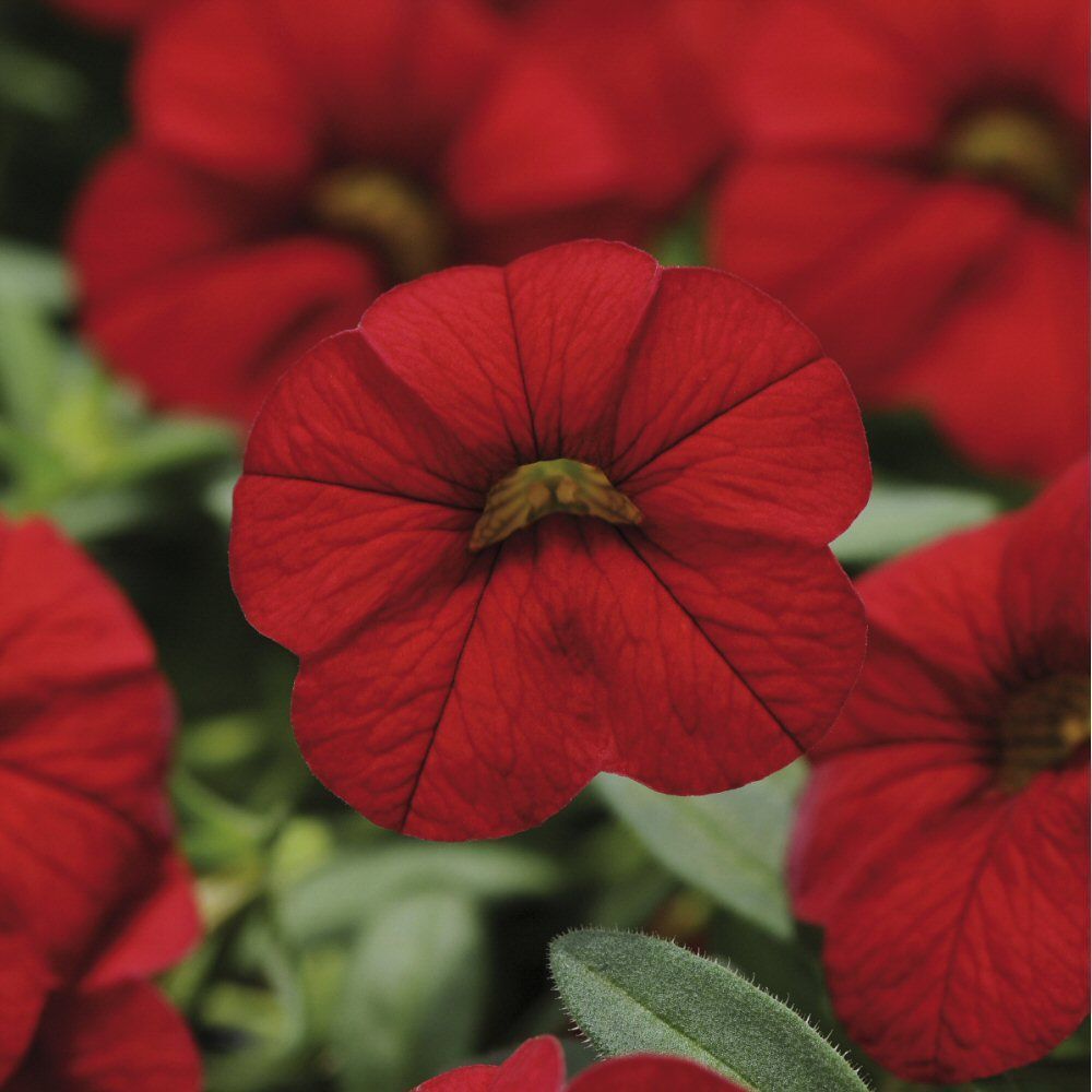 Calibrachoa Cabaret Bright Red Bedding Plug Plant
