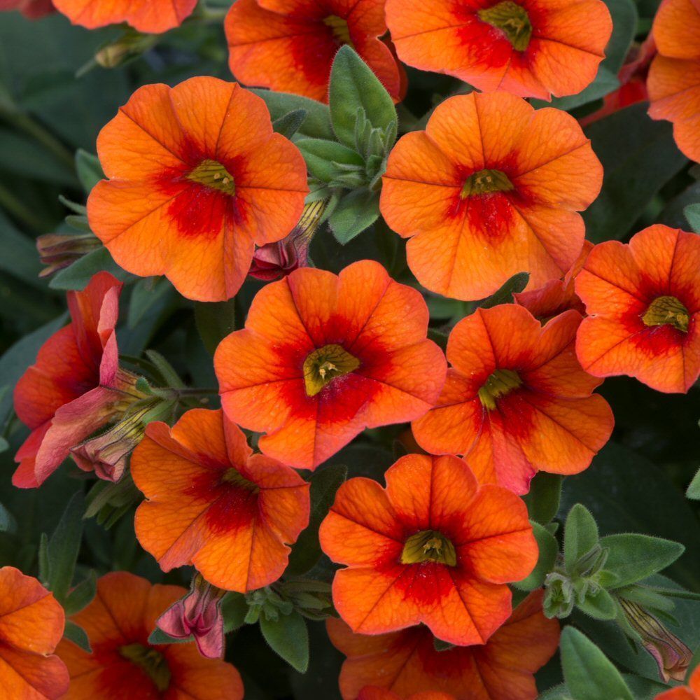 Calibrachoa Can Can Orange Bedding Plug Plant