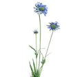 CB Imports 64cm Artificial Blue Scabiosa Spray - Old Railway Line Garden Centre