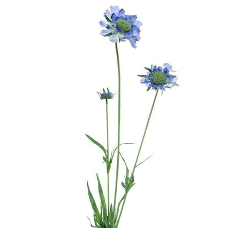 CB Imports 64cm Artificial Blue Scabiosa Spray - Old Railway Line Garden Centre