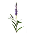 CB Imports 75cm Lavender Amelia Artificial Veronica Stem - Old Railway Line Garden Centre