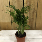 Chamaedorea Elegans 'Parlour Palm' 9cm Pot - Old Railway Line Garden Centre