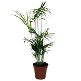 Chamaedorea 'Elegans' Parlour Palm Houseplant 9cm Pot - Old Railway Line Garden Centre