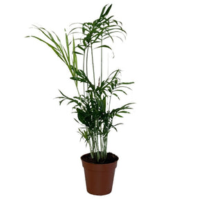 Chamaedorea 'Elegans' Parlour Palm Houseplant 9cm Pot - Old Railway Line Garden Centre