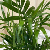Chamaedorea 'Elegans' Parlour Palm Houseplant 9cm Pot - Old Railway Line Garden Centre