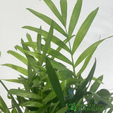 Chamaedorea 'Elegans' Parlour Palm Houseplant 9cm Pot - Old Railway Line Garden Centre