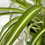 Chlorophytum 'Vittatum' Hanging Houseplant 14cm Pot - Old Railway Line Garden Centre