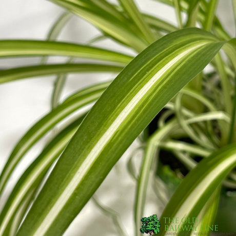 Chlorophytum 'Vittatum' Hanging Houseplant 14cm Pot - Old Railway Line Garden Centre