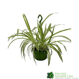 Chlorophytum 'Vittatum' Hanging Houseplant 14cm Pot - Old Railway Line Garden Centre