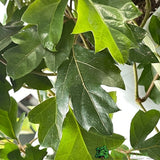 Cissus 'Ellen Danica' Hanging Indoor Ivy 17cm Pot - Old Railway Line Garden Centre