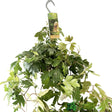 Cissus 'Ellen Danica' Hanging Indoor Ivy 17cm Pot - Old Railway Line Garden Centre