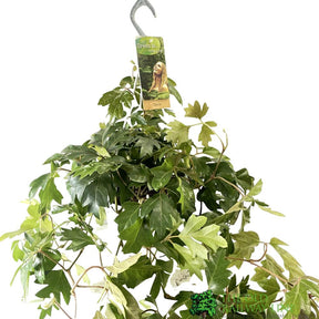 Cissus 'Ellen Danica' Hanging Indoor Ivy 17cm Pot - Old Railway Line Garden Centre