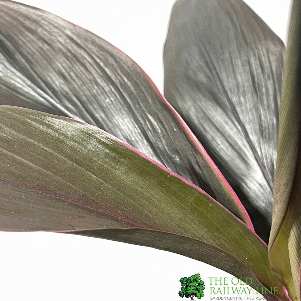 Cordyline Fruticosa 'Tango' Houseplant 13cm Pot - Old Railway Line Garden Centre